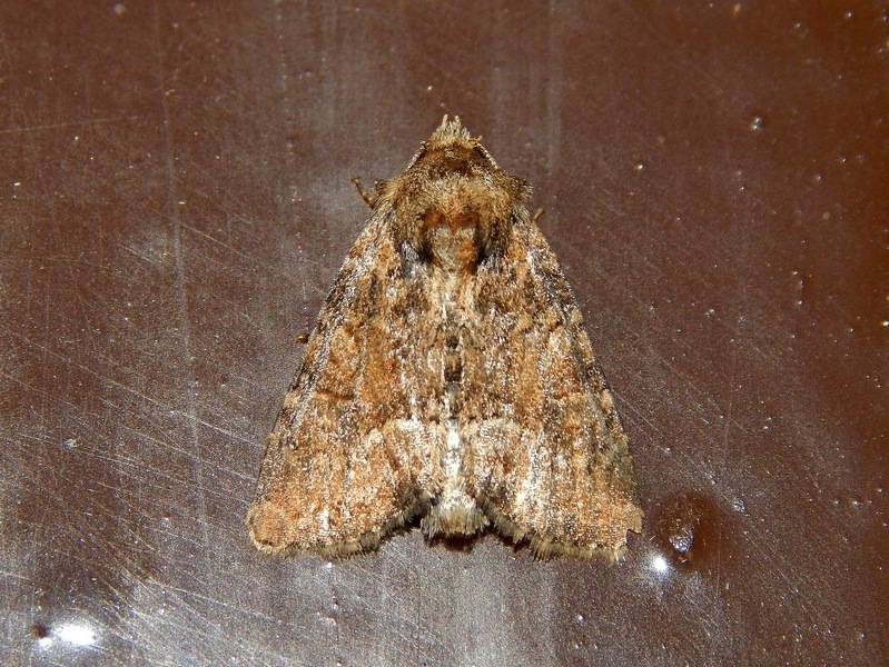 Noctuidae da ID